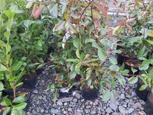 Image of 10x 10 Litre Red Robins