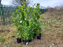 Image of 15x 5Litre Laurles