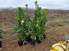 Image of 15x 5Litre Laurles