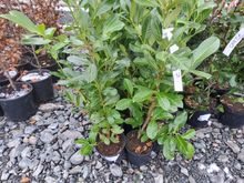 Image of 20x 5 Litre Laurels