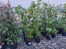 Image of 10x 10 Litre Laurels