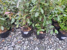 Image of 10x 15 Litre Red Robins