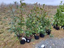 Image of 10x 10Litre Red Robins