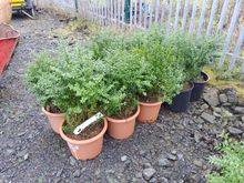 Image of 10x Box Bushes