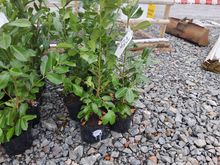 Image of 10x 10 Litre Laurels