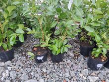 Image of 10x 10 Litre Laurels