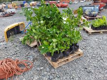 Image of 25x Laurel Hedging Plants