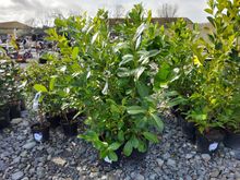 Image of 10x 10 Litre Laurels