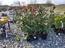 Image of 15x 10 Litre Red Robins