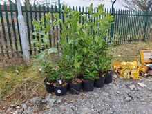 Image of 10x 10Litre Laurles