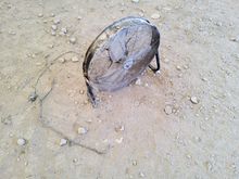 Image of Trotec TVM 20D31354 240V Pedestal Fan