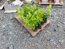 Image of 17x Laurel Hedging Plants