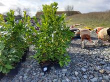 Image of 10x 10 Litre Laurels