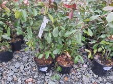 Image of 10x 10 Litre Red Robins