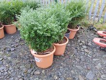 Image of 9x Box Bushes